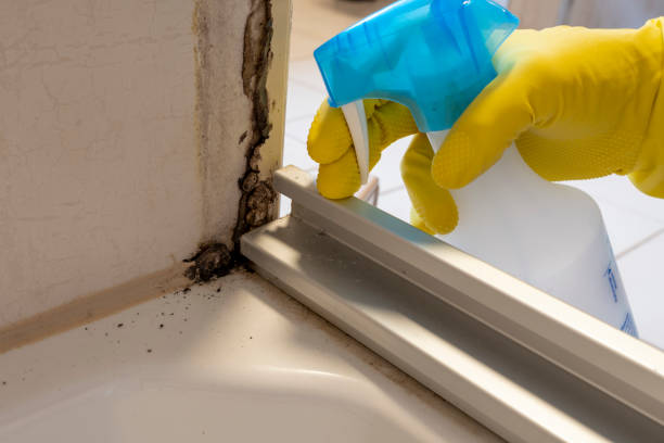 Best Insurance-Related Mold Remediation in Port Reading, NJ