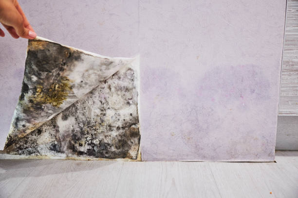 Best Mold Remediation for Schools in Port Reading, NJ